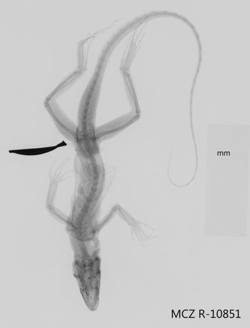Media type: image;   Herpetology R-10851 Aspect: dorsoventral x-ray